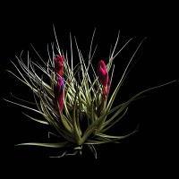 Plantas llegadas de marte Plantas llegadas de marte