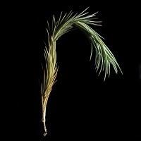 Plantas llegadas de marte Plantas llegadas de marte