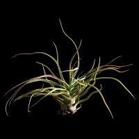 Plantas llegadas de marte Plantas llegadas de marte