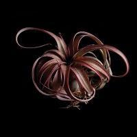 Plantas llegadas de marte Plantas llegadas de marte