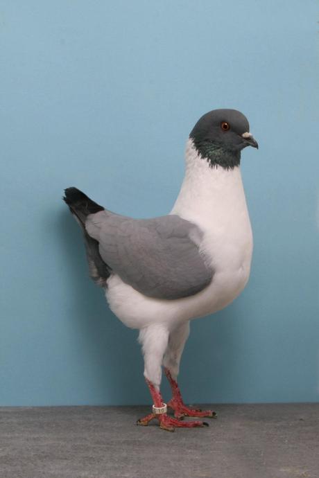 Palomas campeonas Palomas campeonas