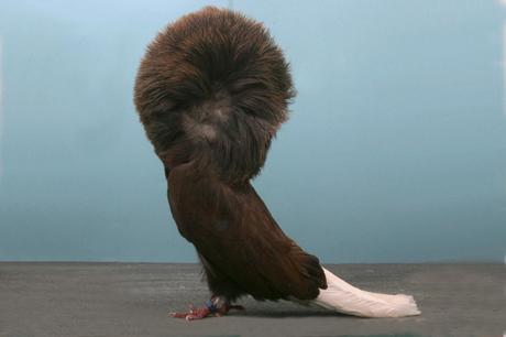 Palomas campeonas Palomas campeonas