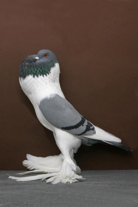 Palomas campeonas Palomas campeonas