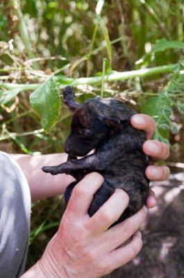 Feli, los llantos de una madre galga que pierde parte de sus crias.