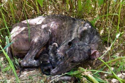 Feli, los llantos de una madre galga que pierde parte de sus crias.