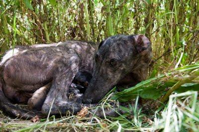 Feli, los llantos de una madre galga que pierde parte de sus crias.