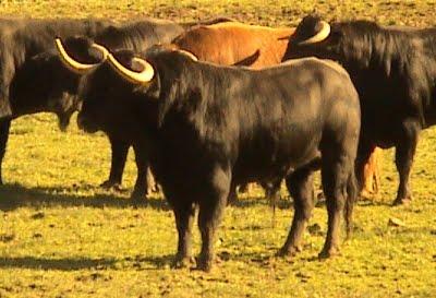 Los toros de Cèret 2011