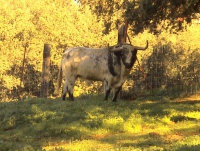 Los toros de Cèret 2011