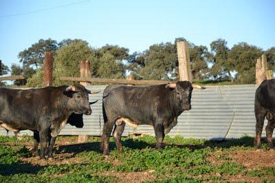 Los toros de Cèret 2011