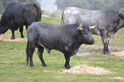 Los toros de Cèret 2011