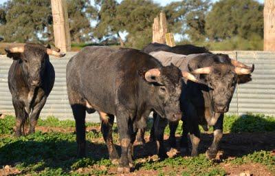 Los toros de Cèret 2011