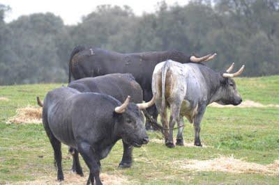 Los toros de Cèret 2011