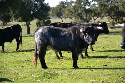 Los toros de Cèret 2011