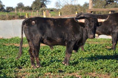 Los toros de Cèret 2011