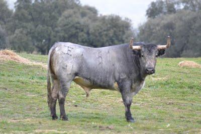 Los toros de Cèret 2011