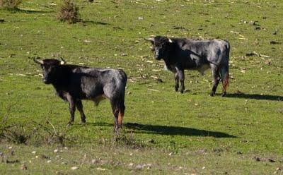 Los toros de Cèret 2011