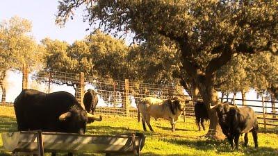 Los toros de Cèret 2011