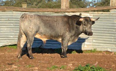 Los toros de Cèret 2011