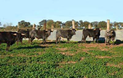 Los toros de Cèret 2011