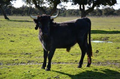 Los toros de Cèret 2011