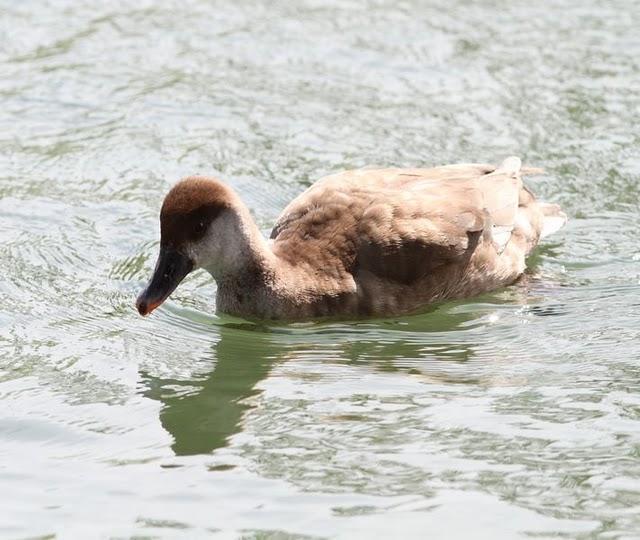 PATO COLORADO-NETTA RUFINA-RED CRESTED POCHARD