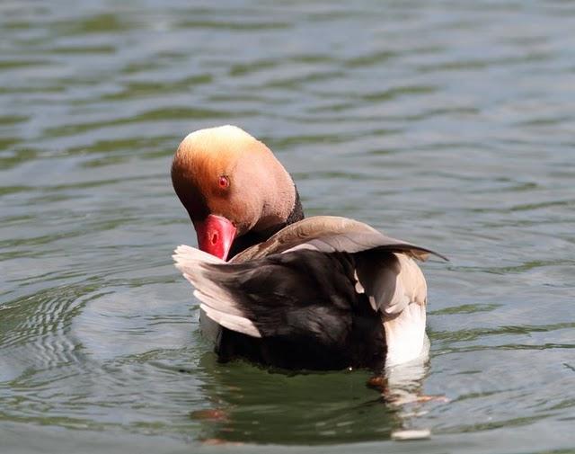 PATO COLORADO-NETTA RUFINA-RED CRESTED POCHARD