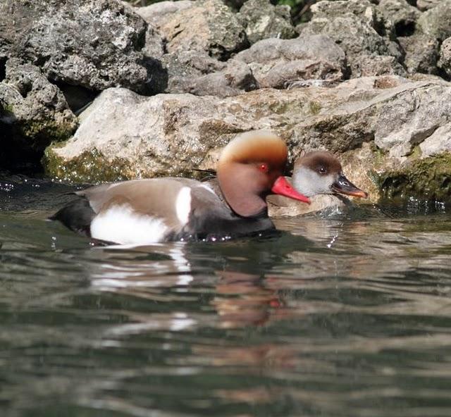 PATO COLORADO-NETTA RUFINA-RED CRESTED POCHARD
