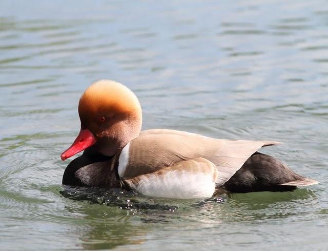 PATO COLORADO-NETTA RUFINA-RED CRESTED POCHARD