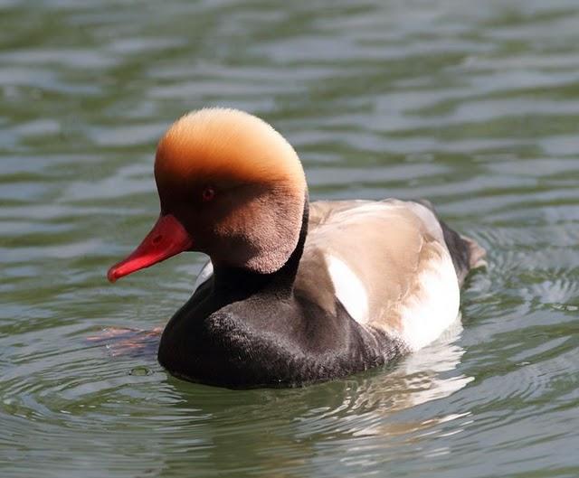 PATO COLORADO-NETTA RUFINA-RED CRESTED POCHARD