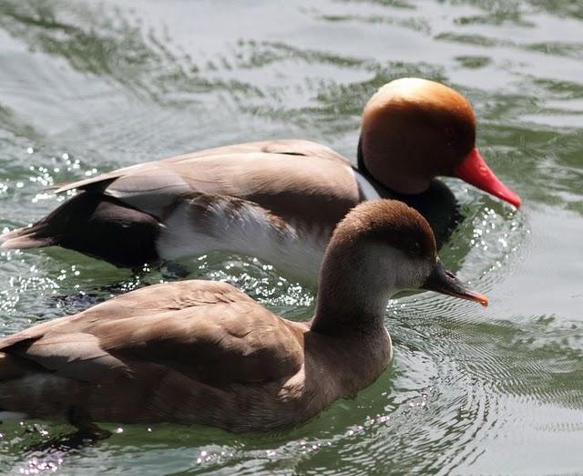 PATO COLORADO-NETTA RUFINA-RED CRESTED POCHARD