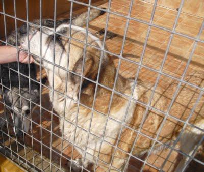 NANA. ESTAMOS A TIEMPO DE SALVAR SU VIDA, PERO ES UN TIEMPO MUY CORTITO. (PERRERA PARAÍSO)