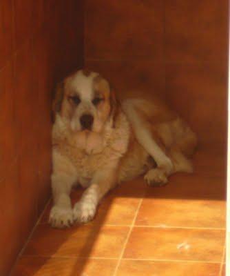 NANA. ESTAMOS A TIEMPO DE SALVAR SU VIDA, PERO ES UN TIEMPO MUY CORTITO. (PERRERA PARAÍSO)