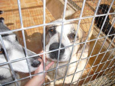 NANA. ESTAMOS A TIEMPO DE SALVAR SU VIDA, PERO ES UN TIEMPO MUY CORTITO. (PERRERA PARAÍSO)