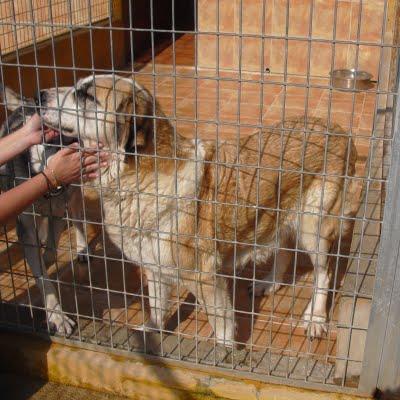 NANA. ESTAMOS A TIEMPO DE SALVAR SU VIDA, PERO ES UN TIEMPO MUY CORTITO. (PERRERA PARAÍSO)