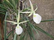 Brassavola tuberculata