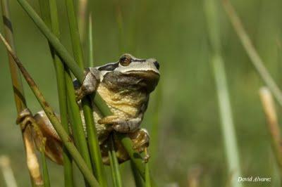 Una Ranita de San Antonio diferente