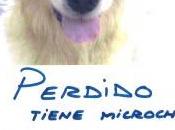 Perro perdido gondomar. (pontevedra)