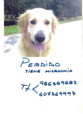 PERRO PERDIDO EN GONDOMAR. (PONTEVEDRA)