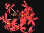 Epidendrum ibaguense