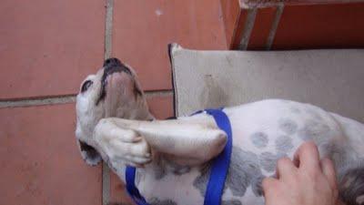 SOS!Han envenenado a Neptum !! NECESITAMOS CASA DE ACOGIDA URGENTE. SOS!Han envenenado a Neptum !! NECESITAMOS CASA DE ACOGIDA URGENTE.