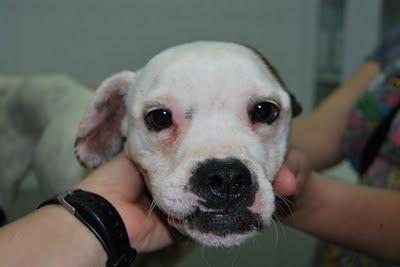 SOS!Han envenenado a Neptum !! NECESITAMOS CASA DE ACOGIDA URGENTE. SOS!Han envenenado a Neptum !! NECESITAMOS CASA DE ACOGIDA URGENTE.