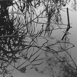 ANTONY AND THE JOHNSONS / SWANLIGHTS EP