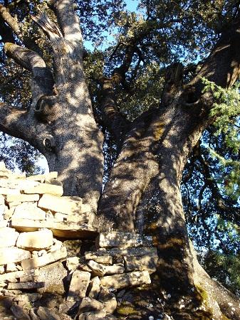 Árboles singulares de Huesca - Encina de Villamana (Fiscal)