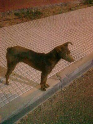 Rona, podenquita de un año en la calle!! (Sevilla)