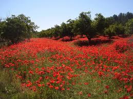 EL CANSANCIO PRIMAVERAL.
