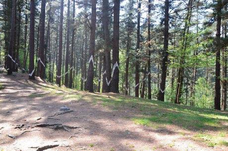 Bosque de Oma Bosque de Oma