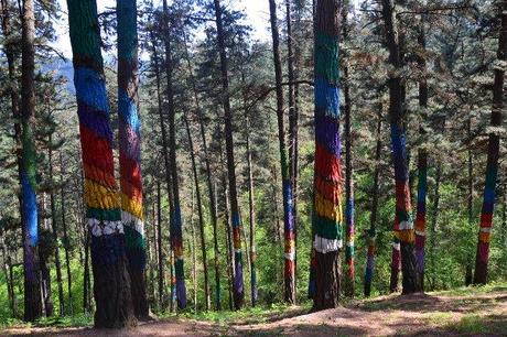 Bosque de Oma Bosque de Oma