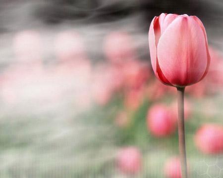 Inspiraciones: faldas tulipán