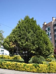 The trees have eyes (los arboles tienen ojos) de Costah & Moreira