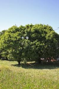 The trees have eyes (los arboles tienen ojos) de Costah & Moreira